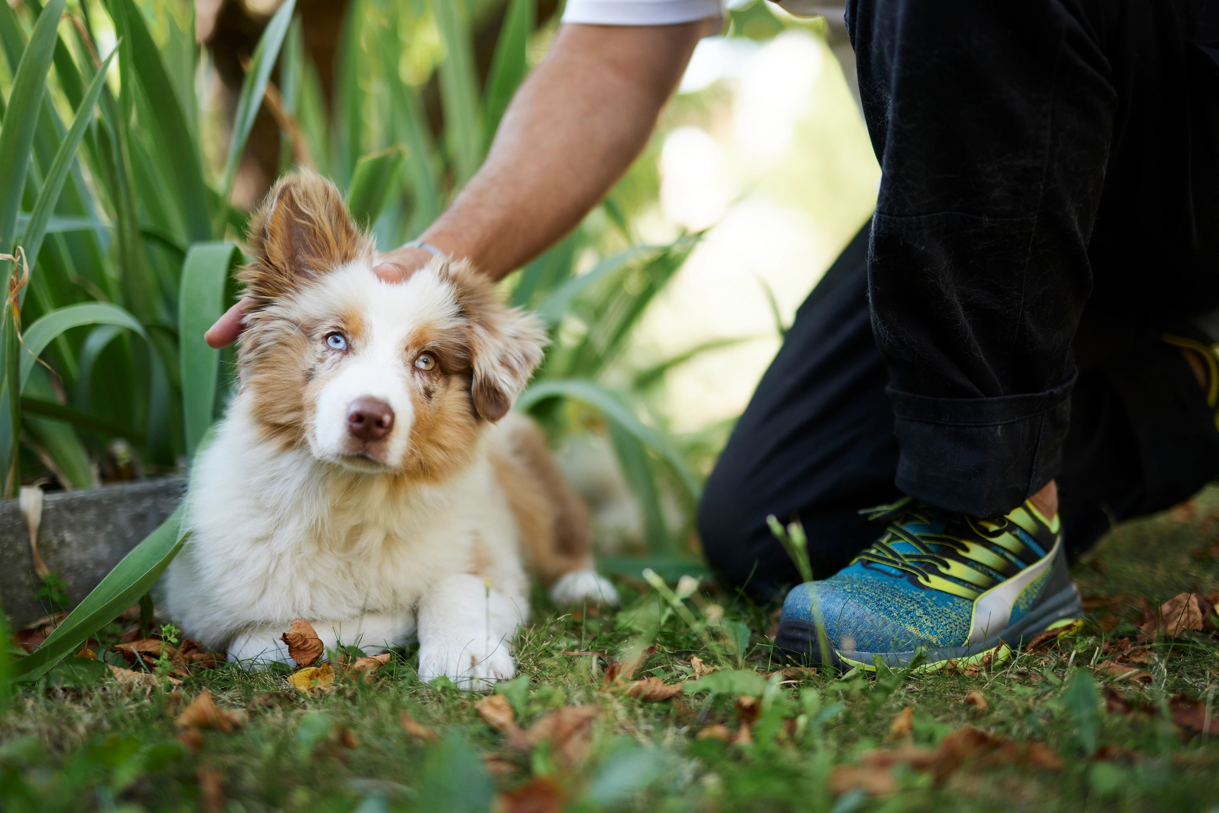 Bọ chét trên chó: Hướng dẫn phòng ngừa hiệu quả